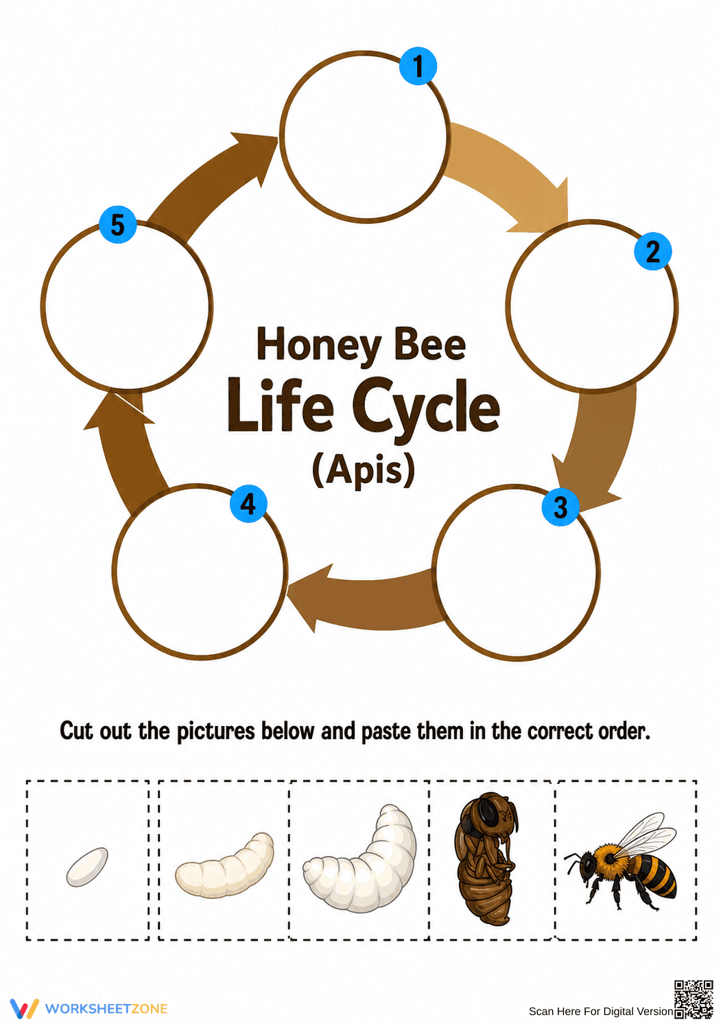 Grade 3 Honey Bee Life Cycle — Printable No-Prep Worksheet - Page 1