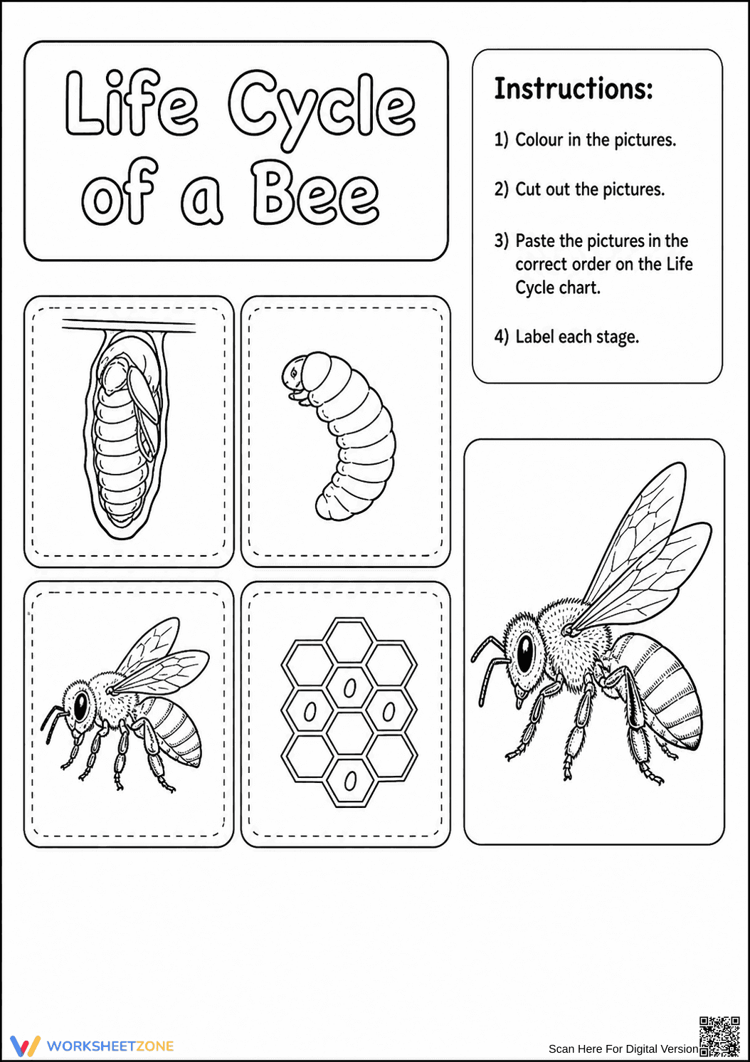 Bee Life Cycle Worksheet | Grade 3 Essential - Page 1