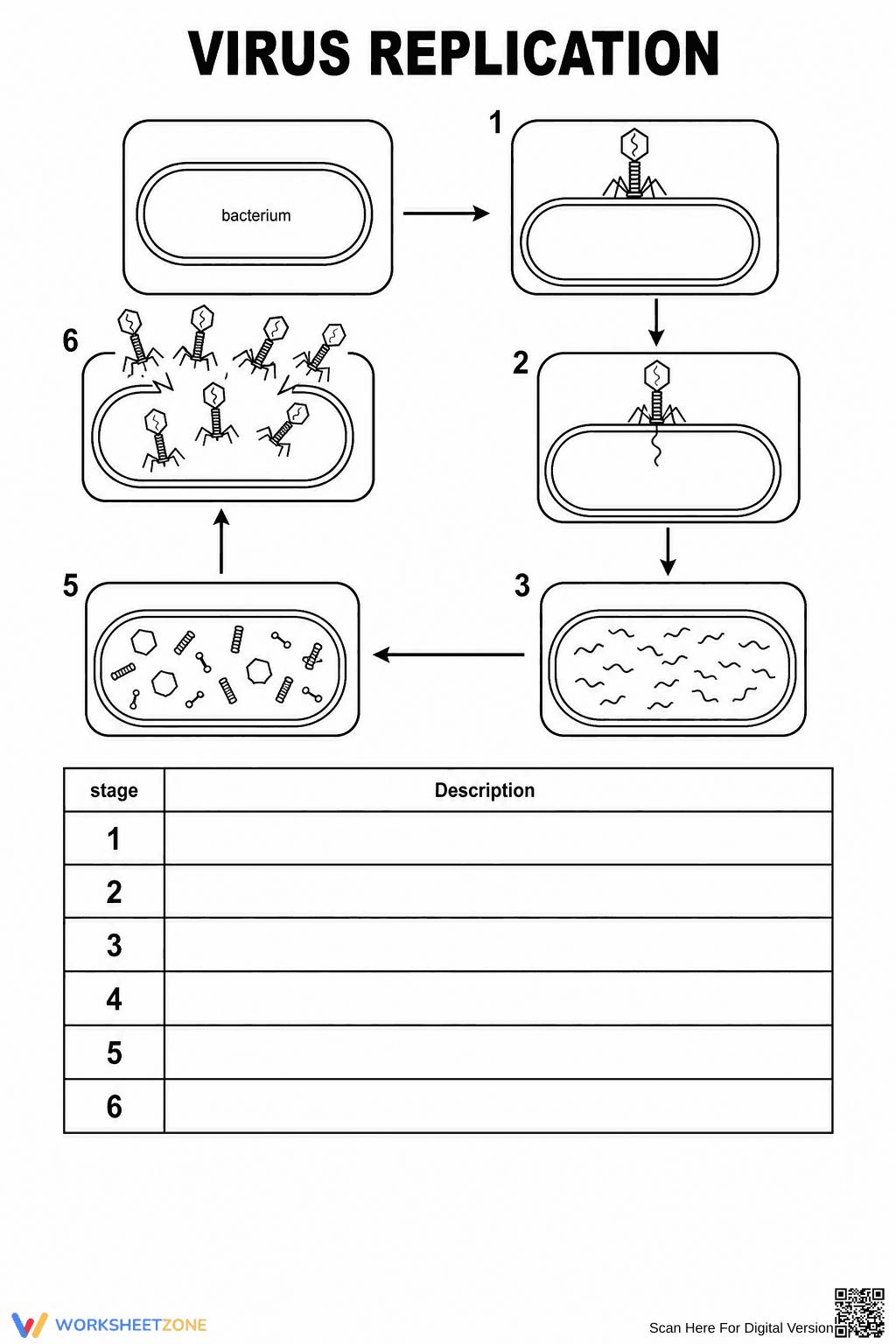Grade 9 Virus Replication — Printable No-Prep Worksheet - Page 1