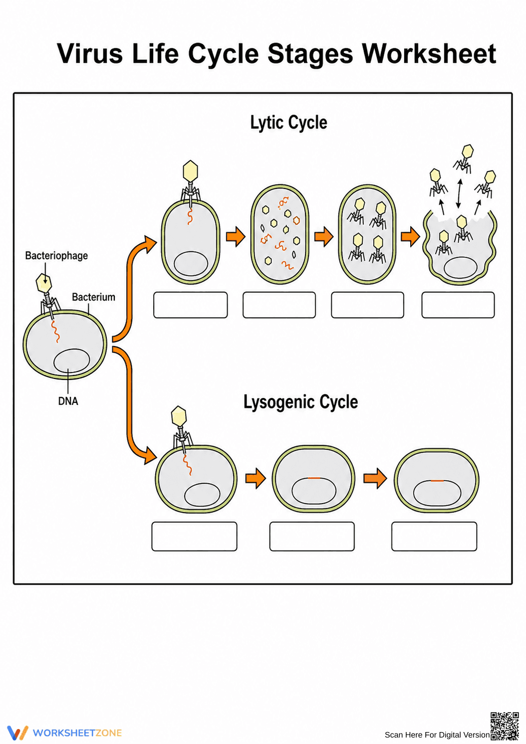 Virus Life Cycle Worksheet | Essential Grade 7-10 Science - Page 1