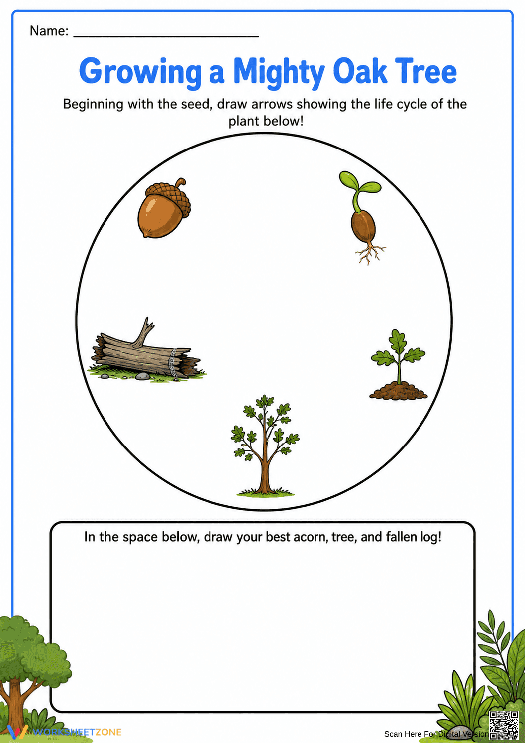 Oak Tree Life Cycle Worksheet (3 Levels) | Grade 2-3 Ready - Page 1
