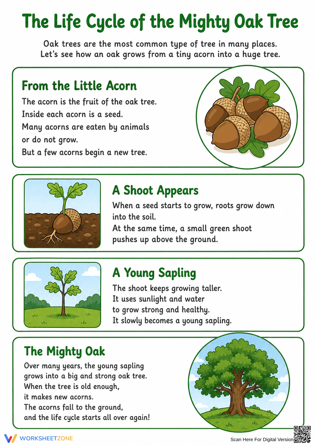 Oak Tree Life Cycle Worksheet | Grade 3 Essential - Page 1