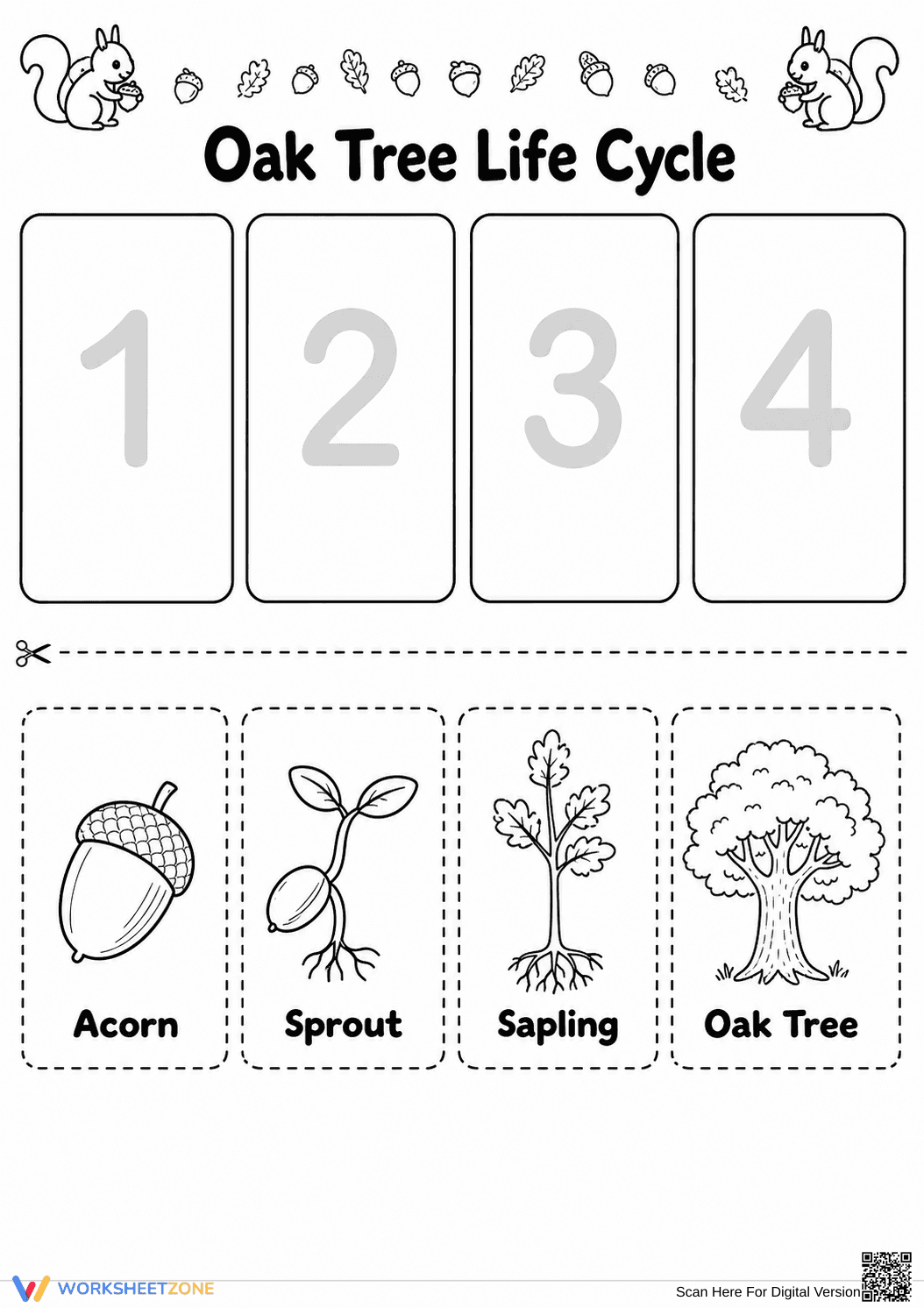Oak Tree Life Cycle Printable Worksheet | Grade 3 Science - Page 1