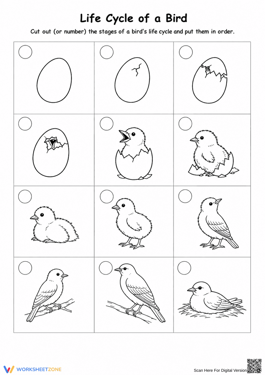 Grade 3 Bird Life Cycle — Printable No-Prep Worksheet - Page 1