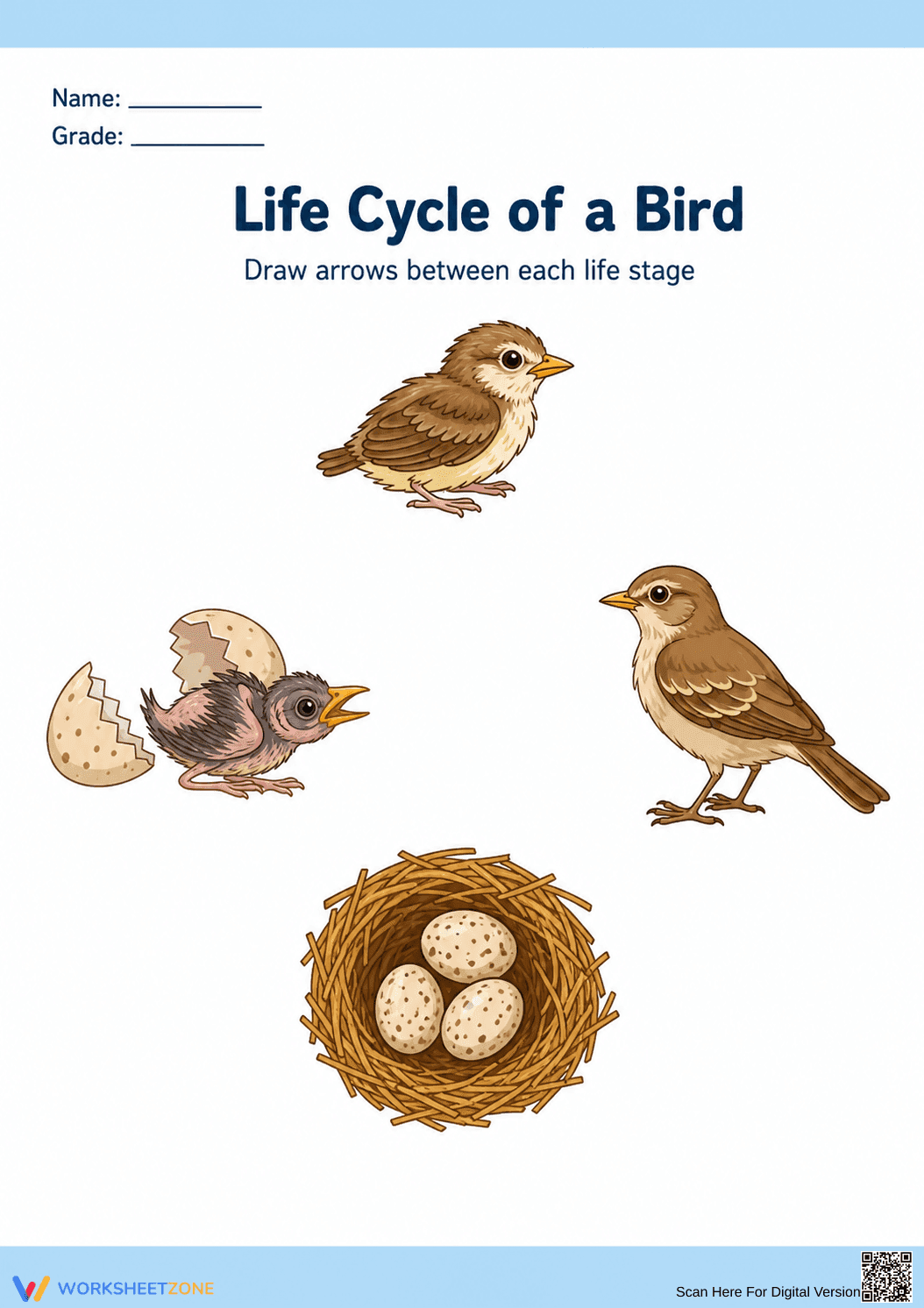 Bird Life Cycle Worksheet | Essential Grade 3 Science - Page 1