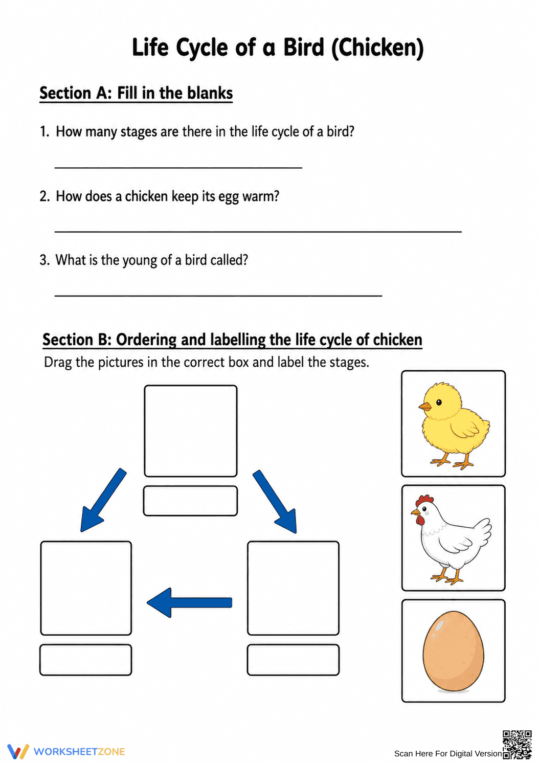 Bird Life Cycle Diagram Worksheet | Grade 3 Essential - Page 1