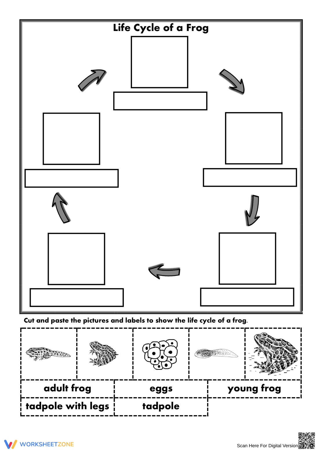 Life Cycle of a Frog Worksheet | Essential Grade 3 Science - Page 1