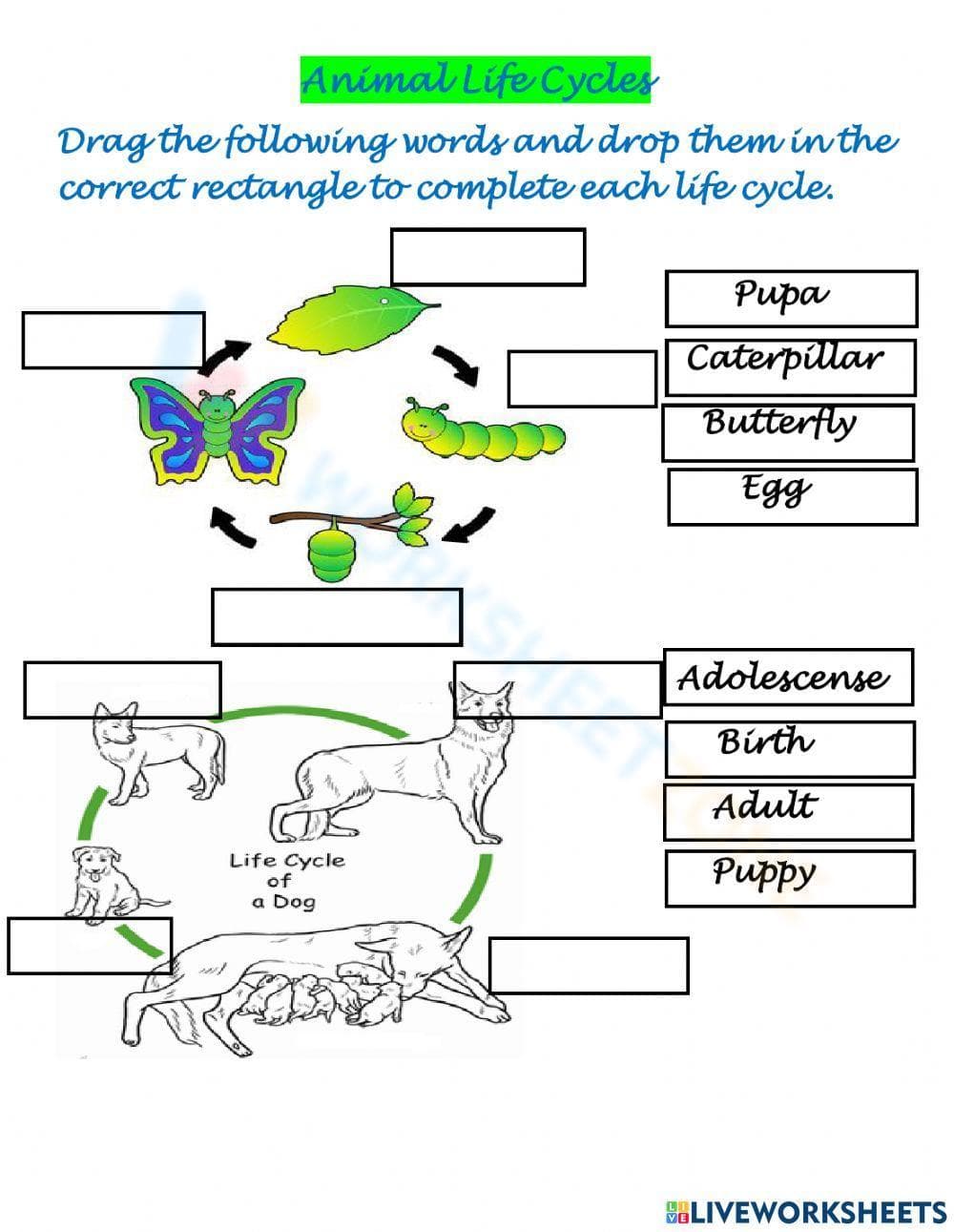 Animal Life Cycles – Butterfly and Dog Life Cycle - Page 1