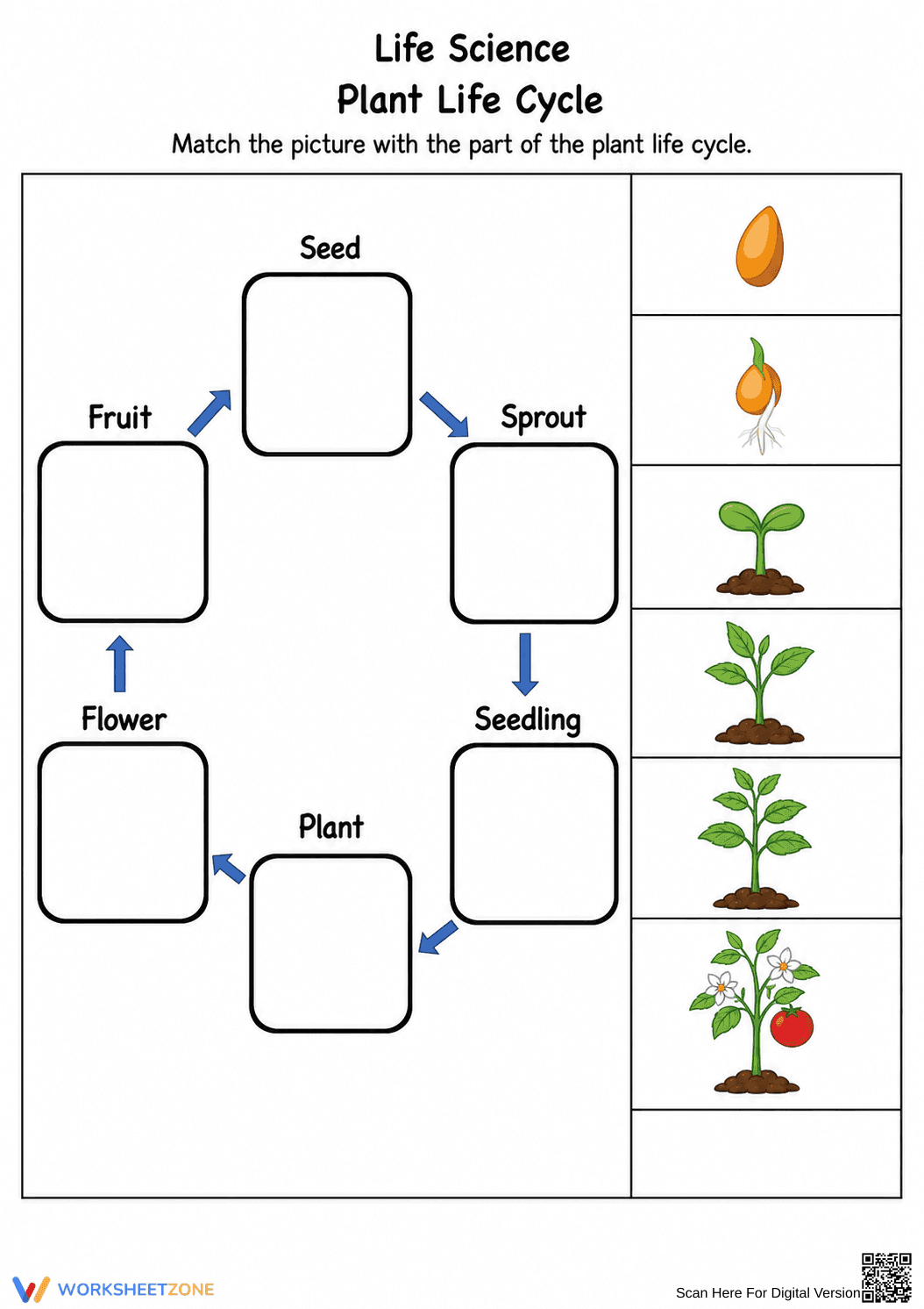 Grade 3 Plant Life Cycle — Printable No-Prep Worksheet - Page 1