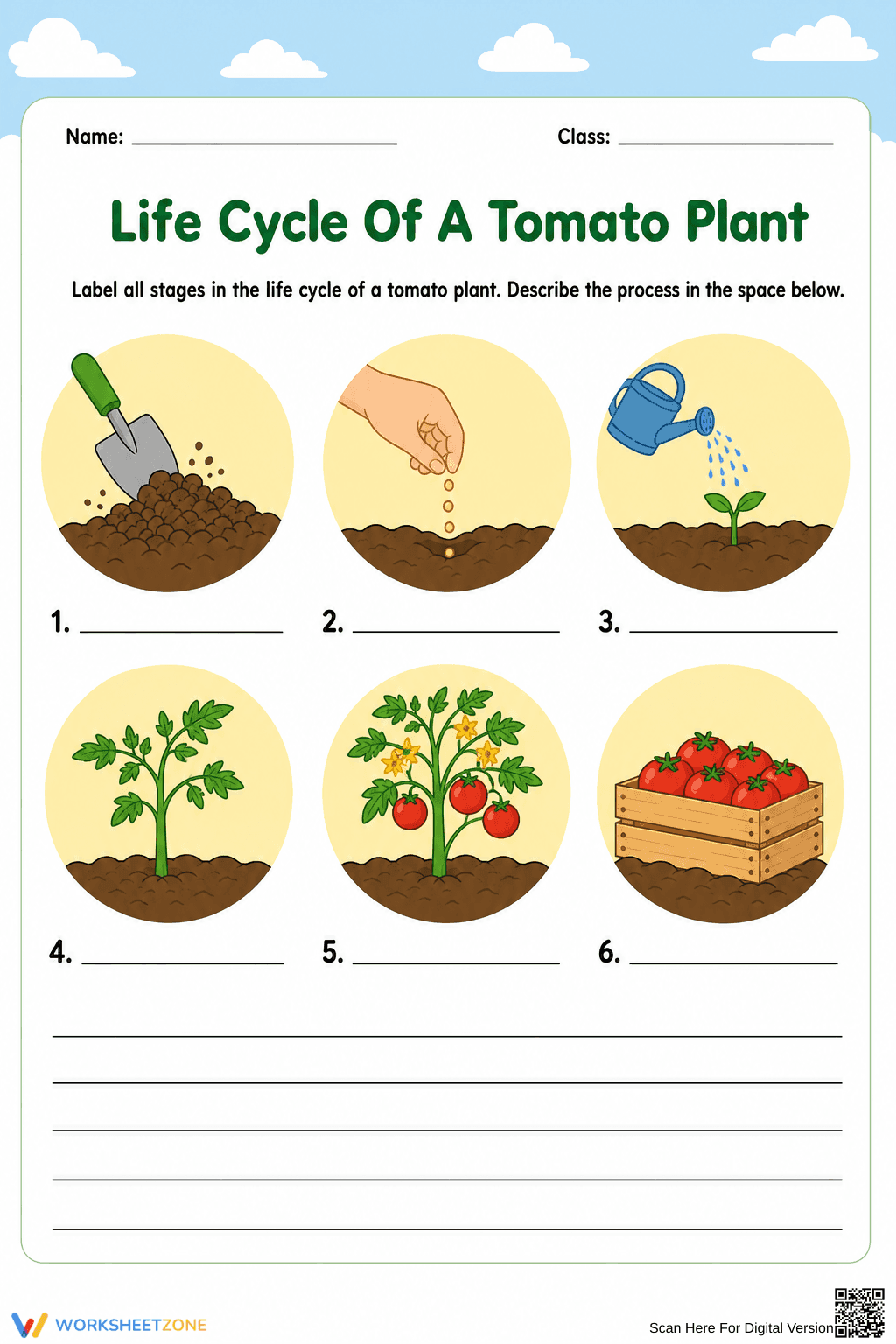 Essential Tomato Plant Life Cycle Worksheet | Grade 3 - Page 1