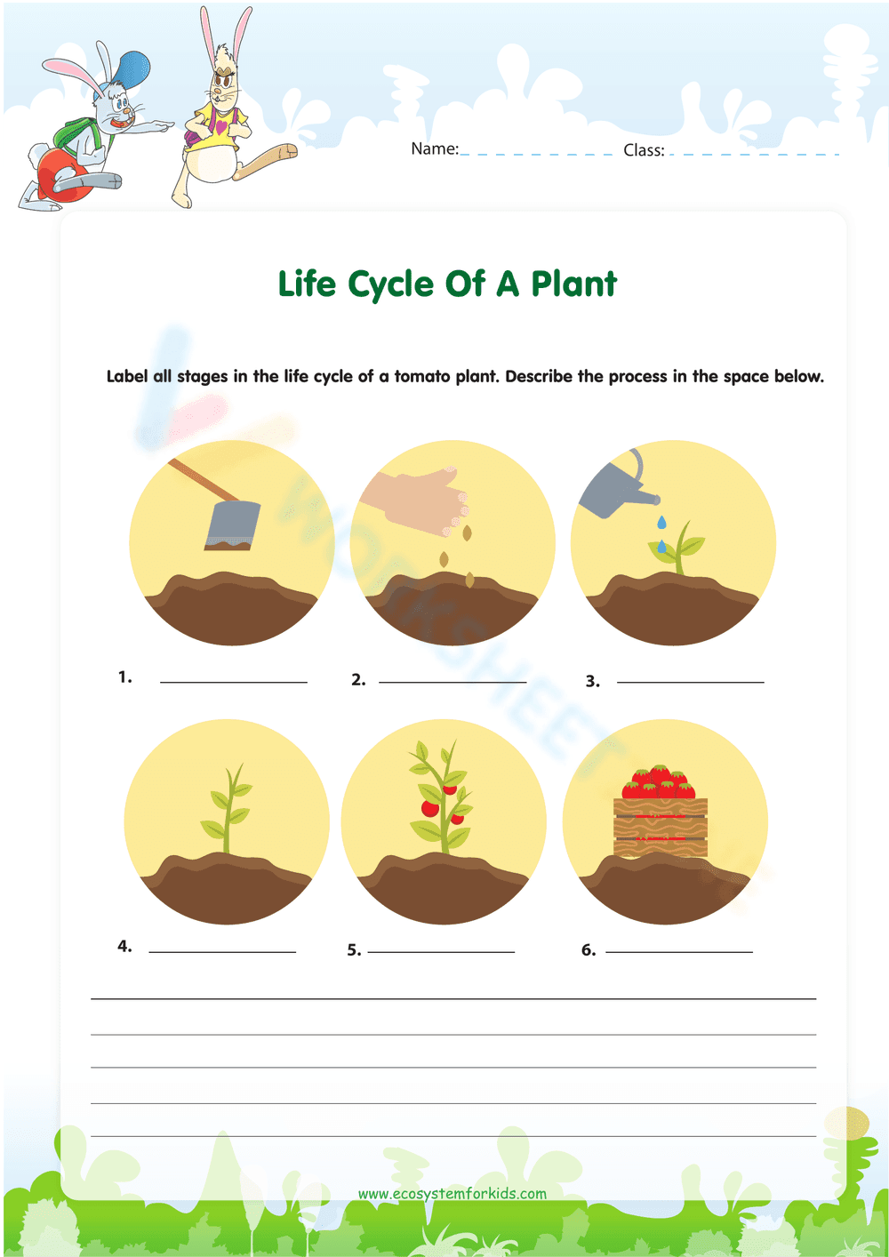 Life Cycle of a Tomato Plant Worksheet - Page 1