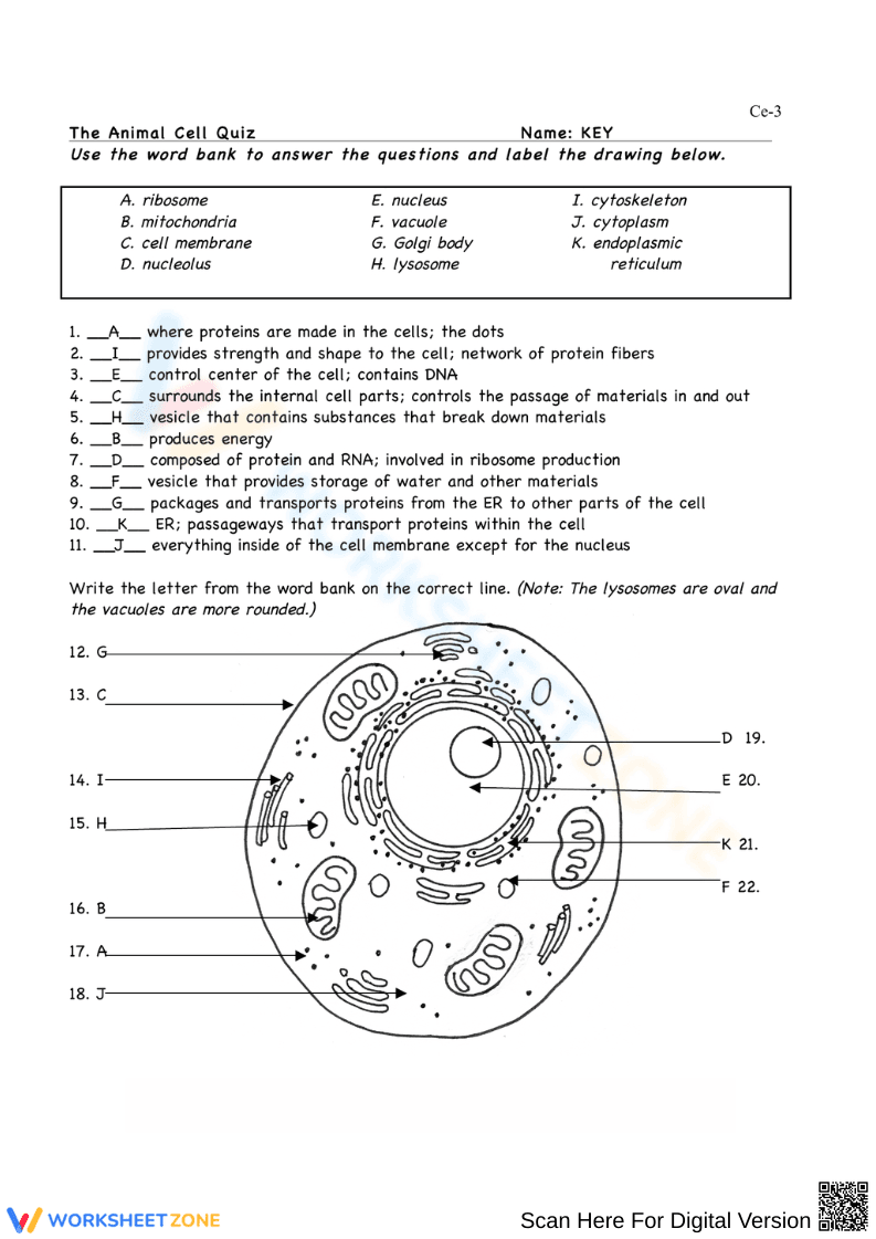 Animal Cell Quiz Worksheet - Page 1