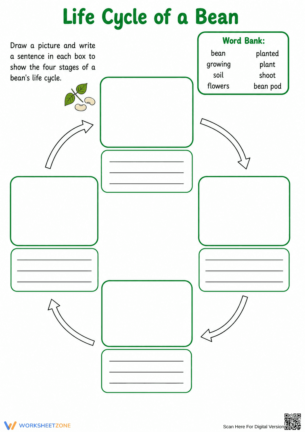 Grade 3 Bean Life Cycle — Printable No-Prep Worksheet - Page 1