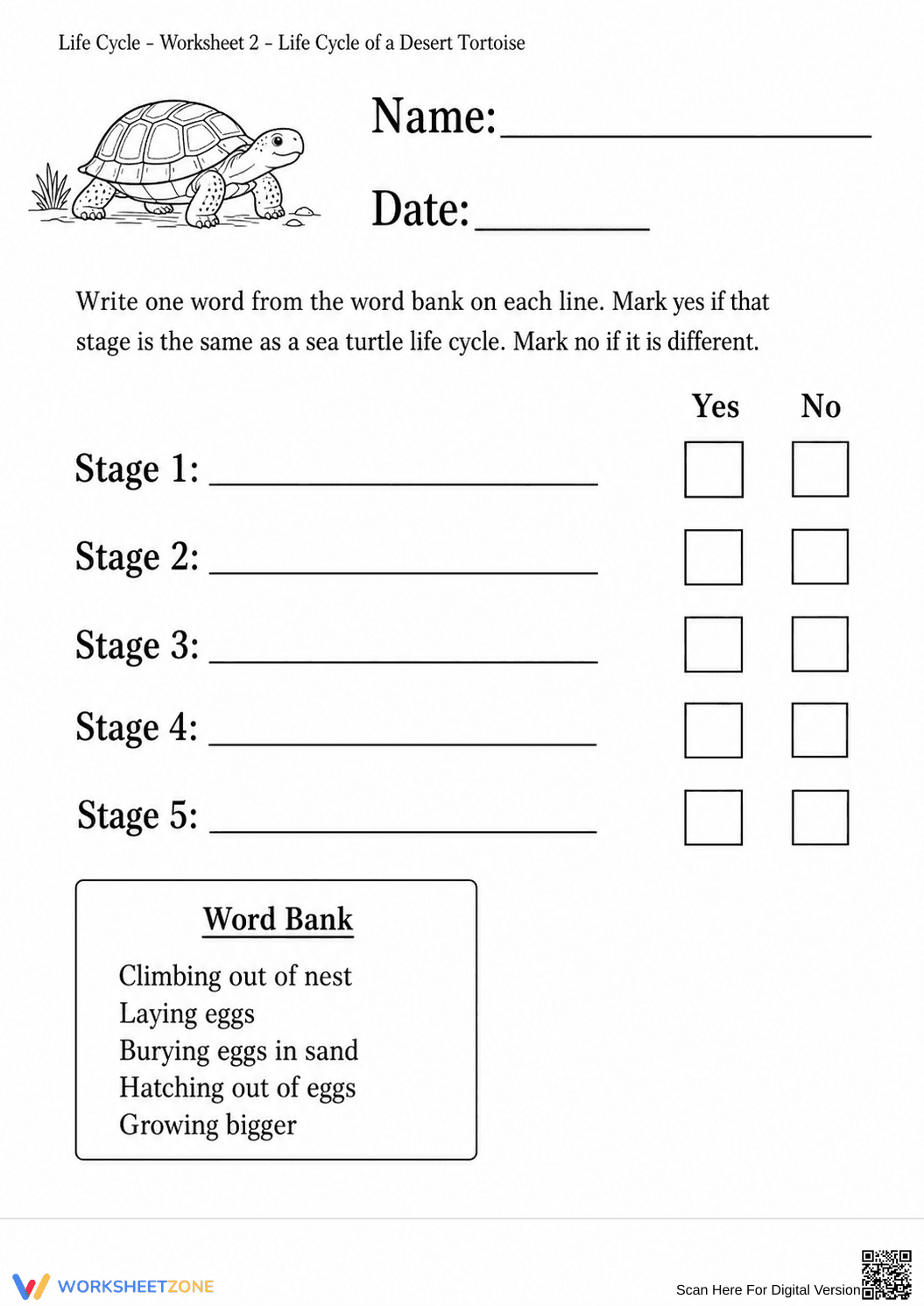Desert Tortoise Life Cycle Worksheet | Grade 3 Essential - Page 1