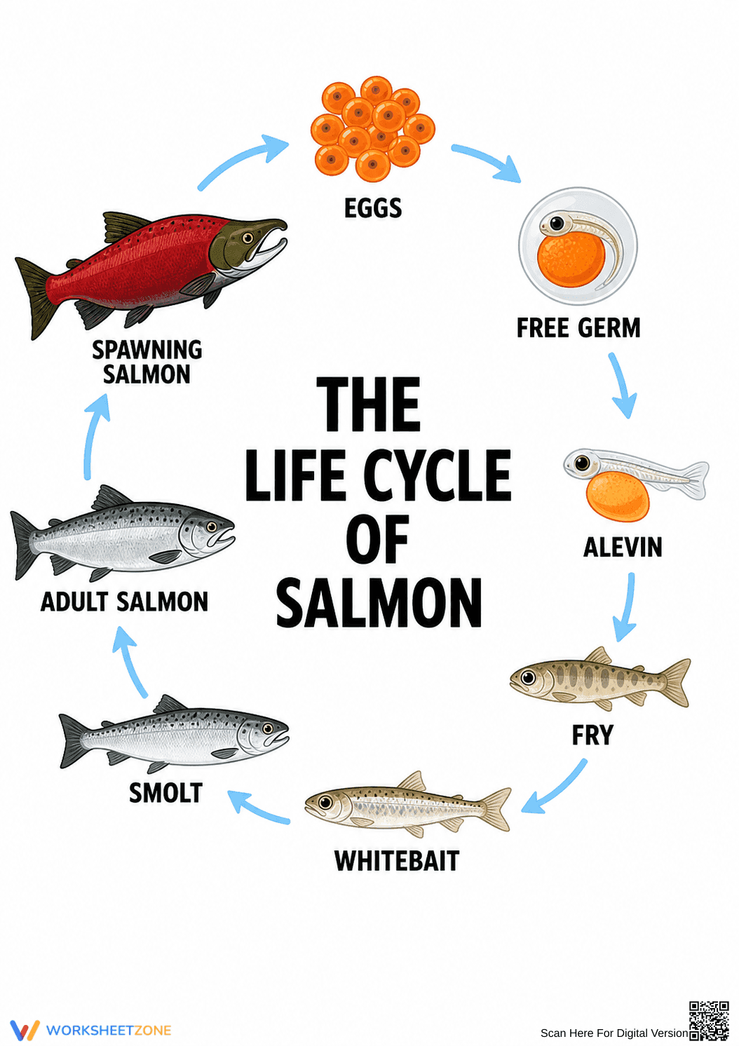 Salmon Life Cycle Diagram | Grade 3 Science Printable - Page 1