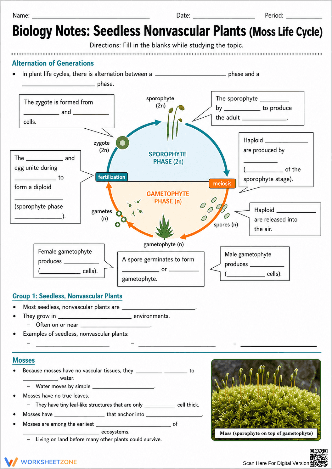 Essential Moss Life Cycle Worksheet | Grade 9-12 Biology - Page 1