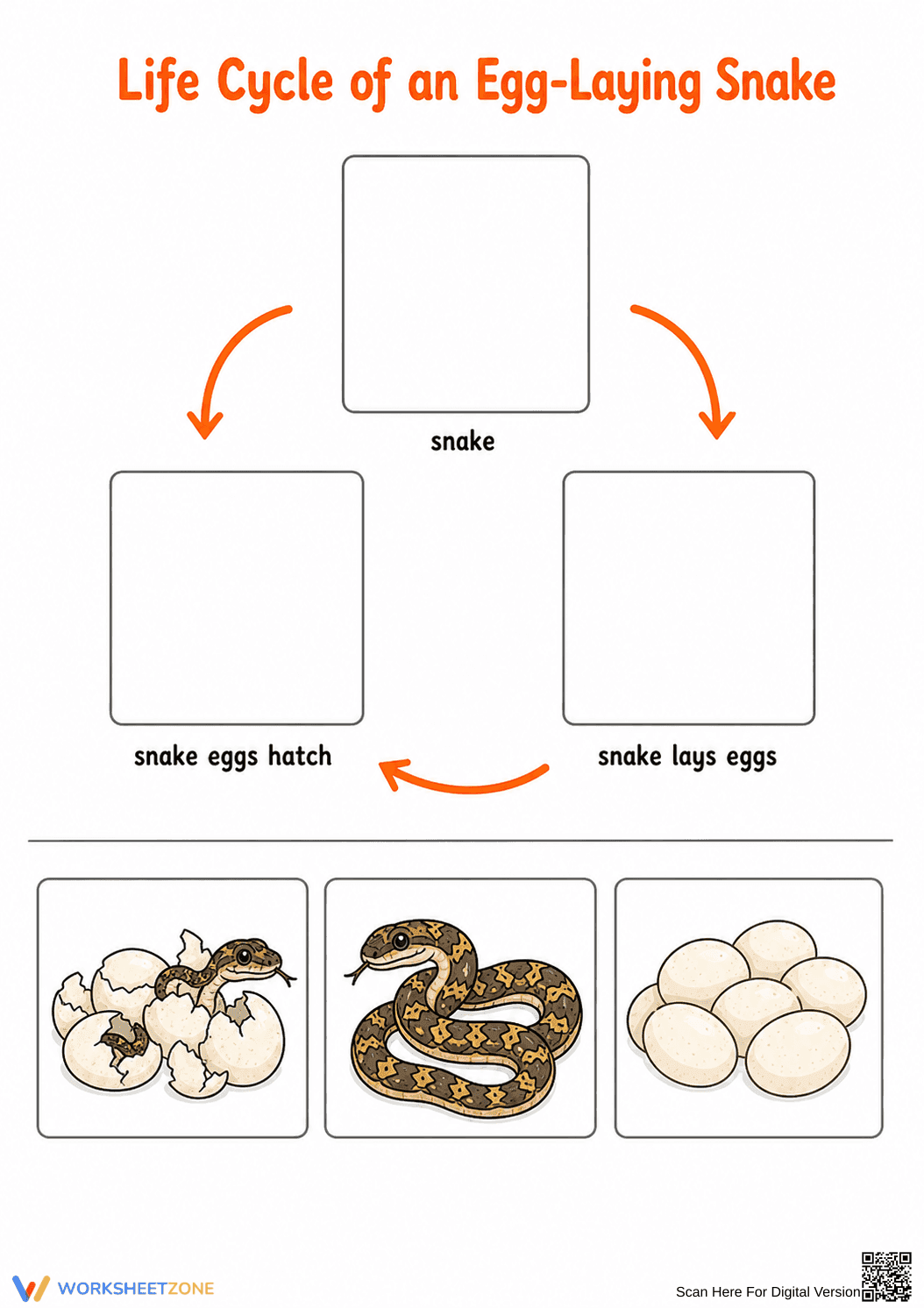 Grade 3 Snake Life Cycle — Printable No-Prep Worksheet - Page 1