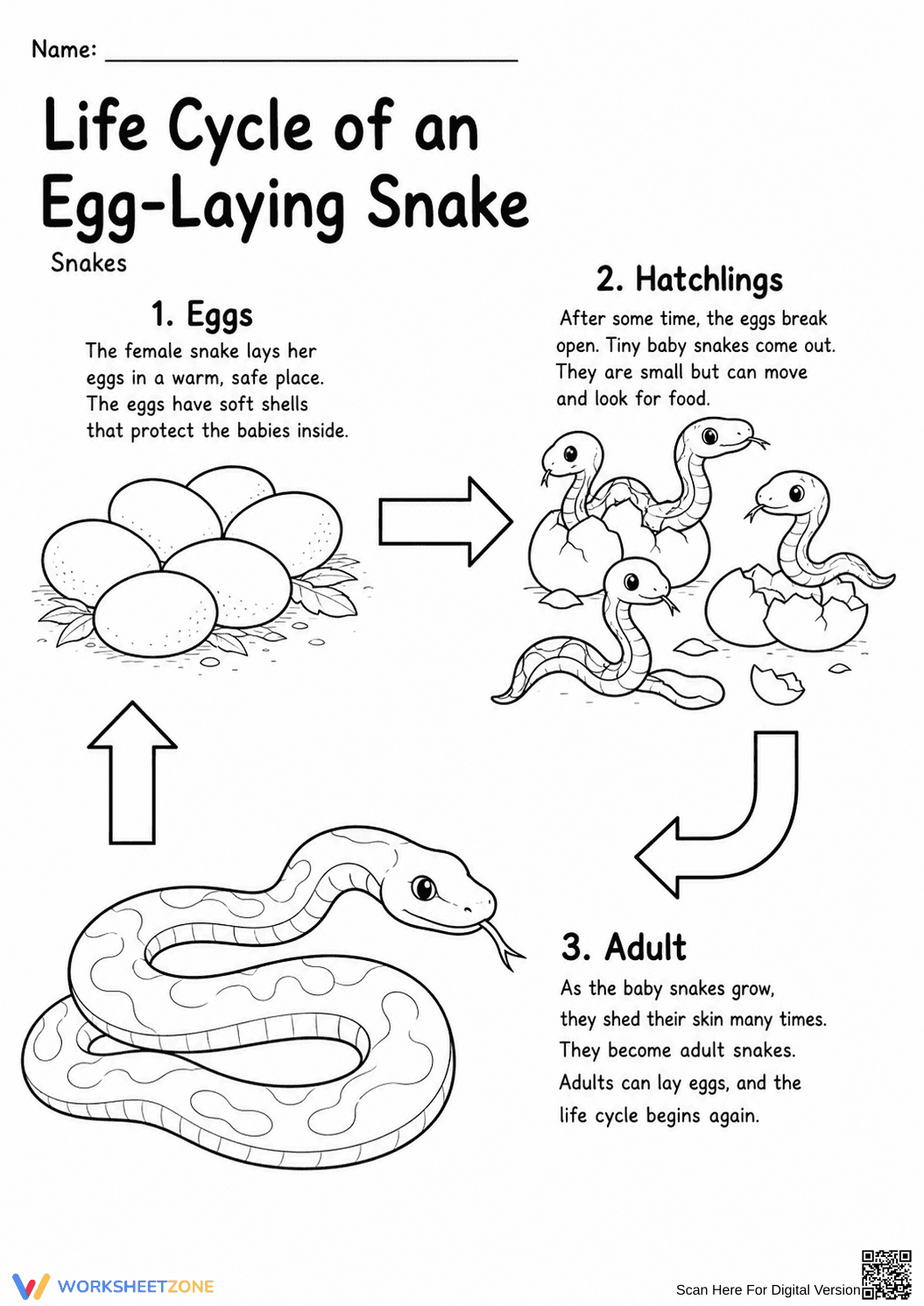 Printable Snake Life Cycle Worksheet | Grade 3 Science - Page 1