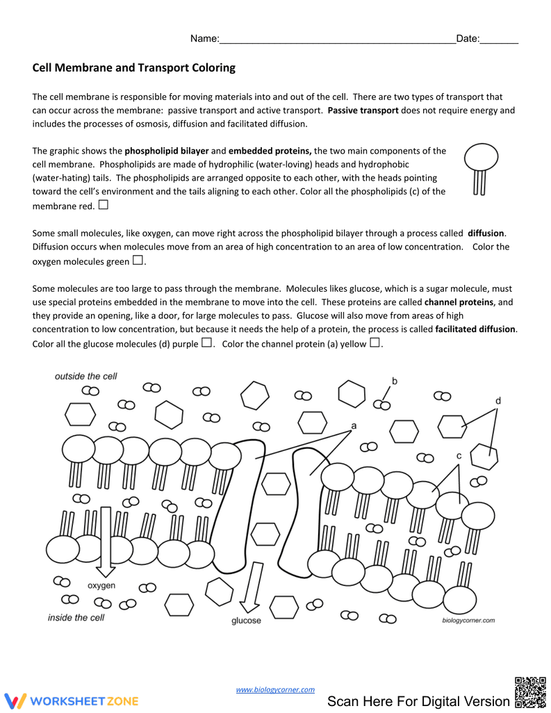 Cell Membrane and Transport - Page 1