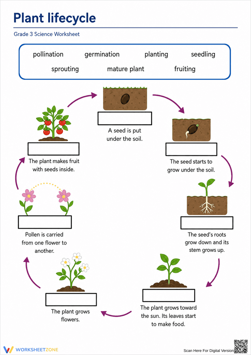 Grade 3 Plant Lifecycle — Printable No-Prep Worksheet - Page 1