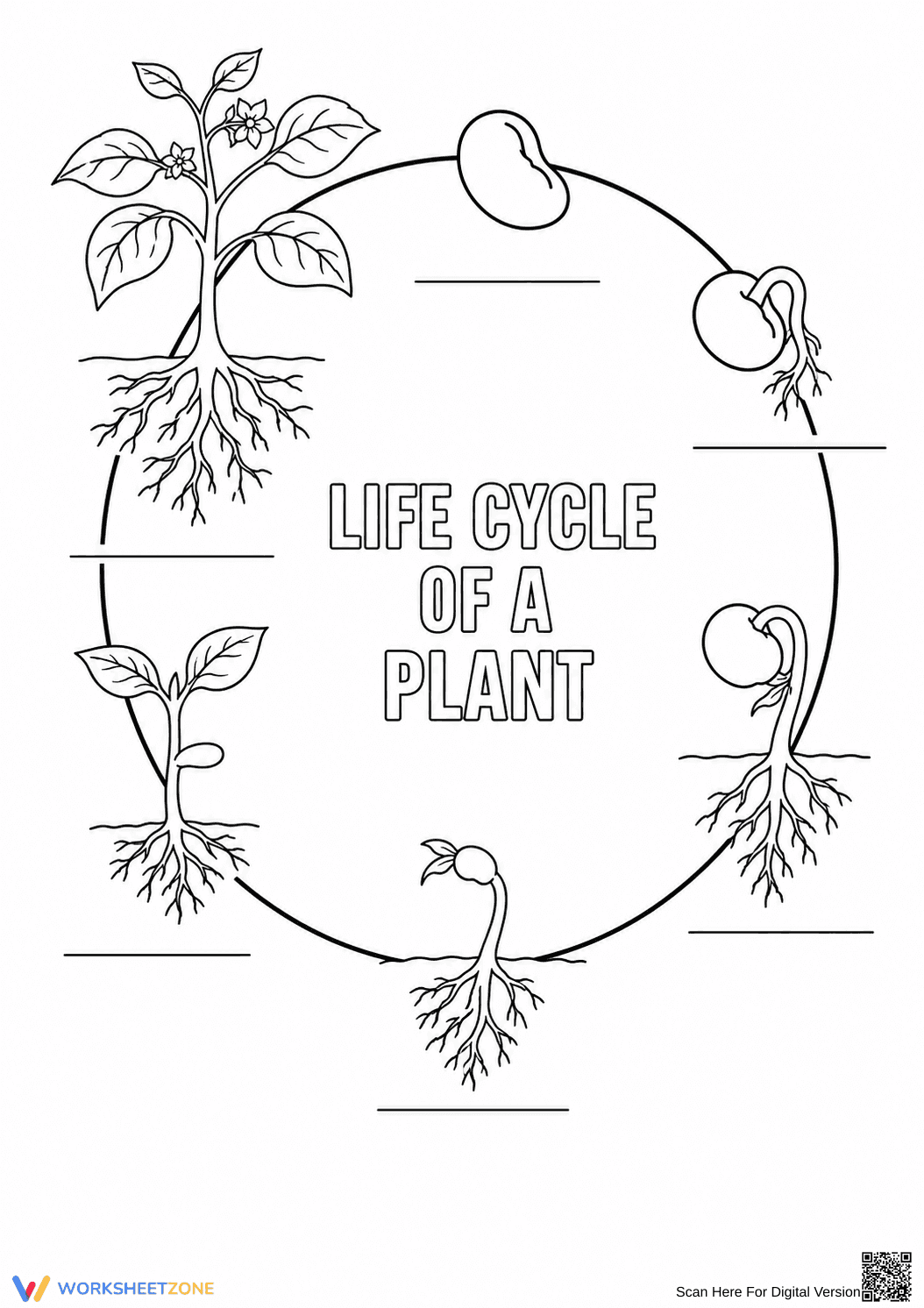 Grade 3 Plant Life Cycle — Printable No-Prep Worksheet - Page 1