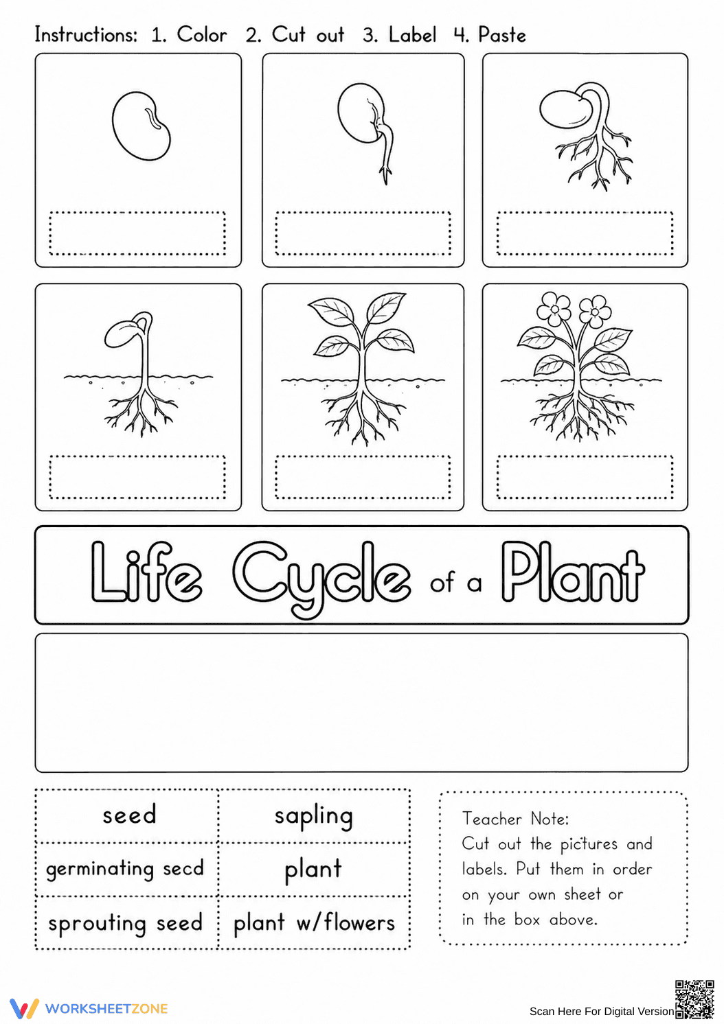 Plant Life Cycle Worksheet | Grade 3 Printable Activity - Page 1
