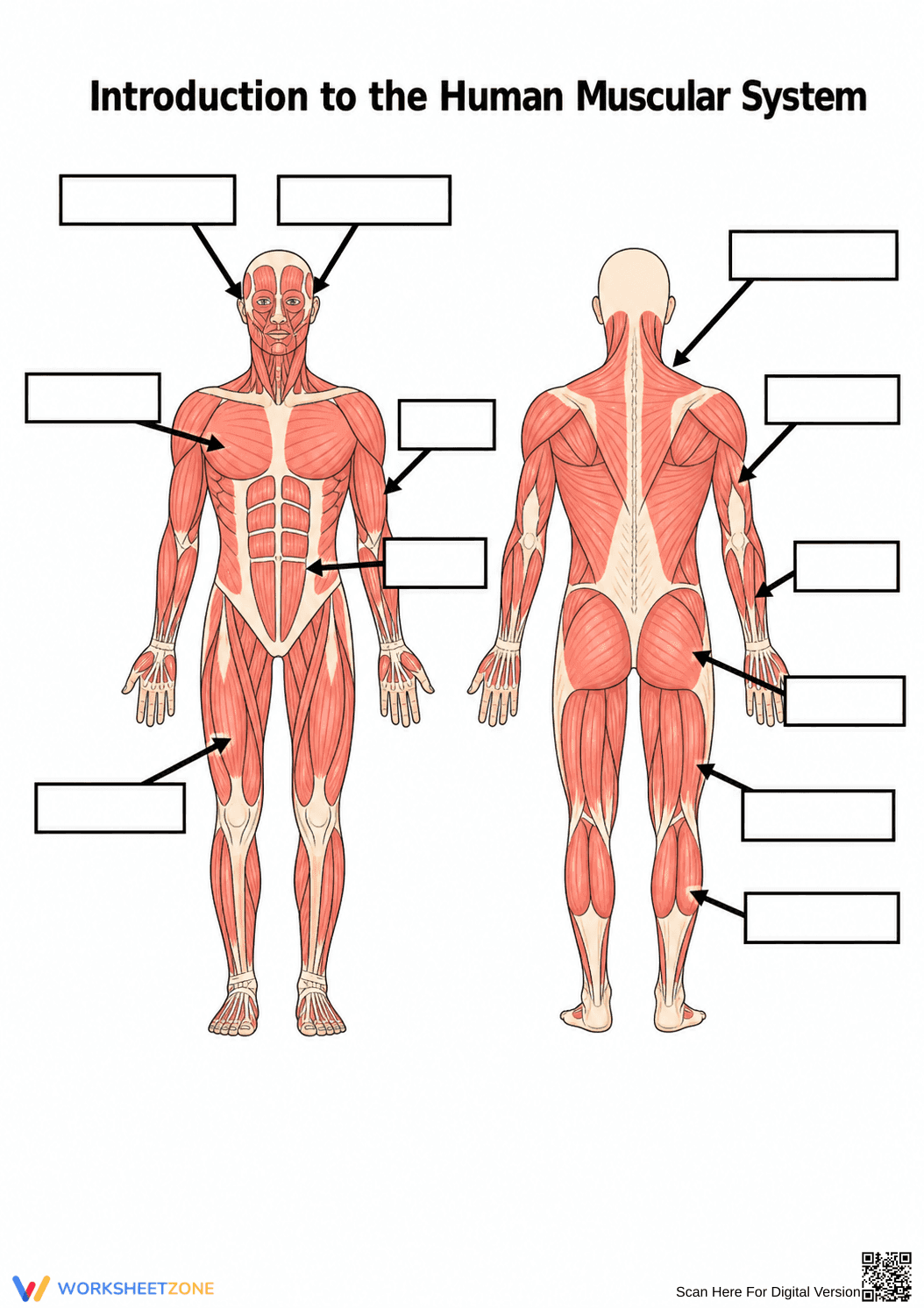 Muscular System Labeling Worksheet | Grade 7 Printable - Page 1