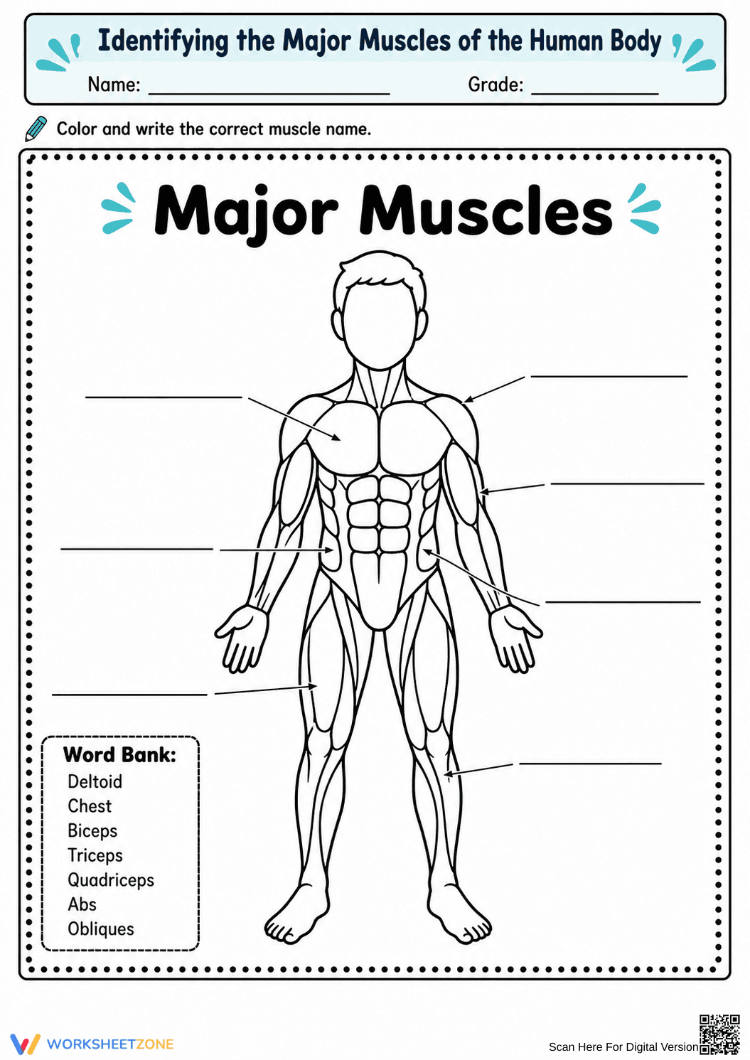 Major Muscles Worksheet | Grade 7-9 Essential Science - Page 1
