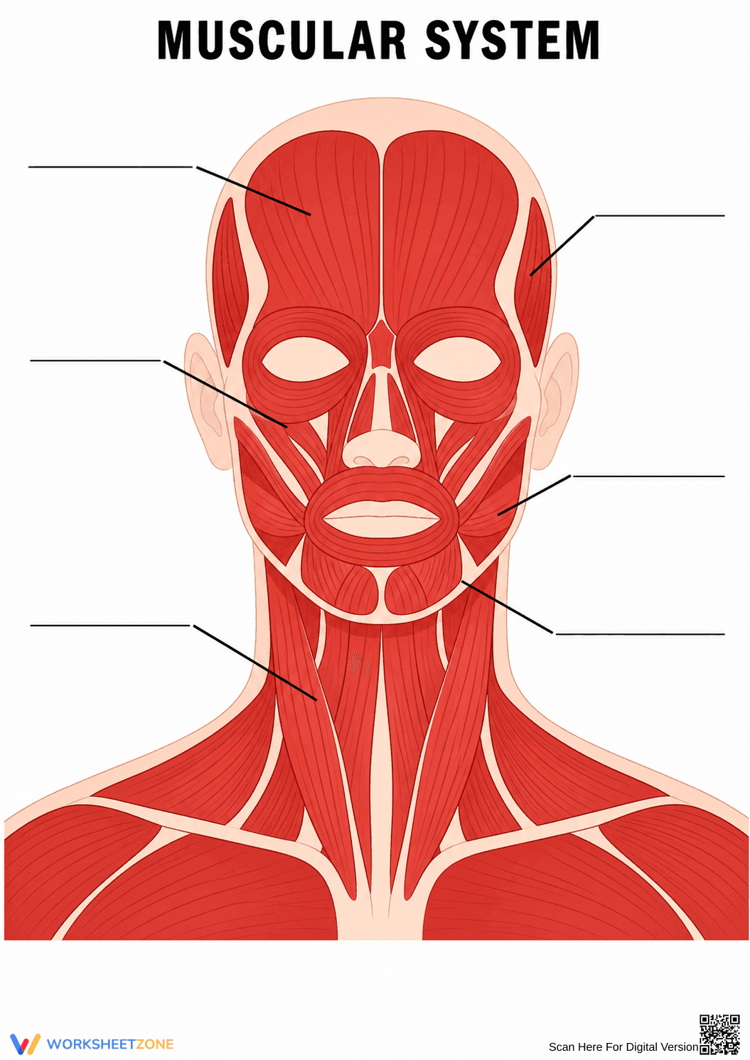 Head and Neck Muscles Worksheet | Essential Grade 7-9 - Page 1