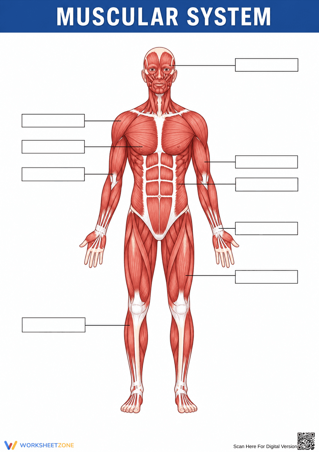 Grade 7 Muscular System — Printable No-Prep Worksheet - Page 1
