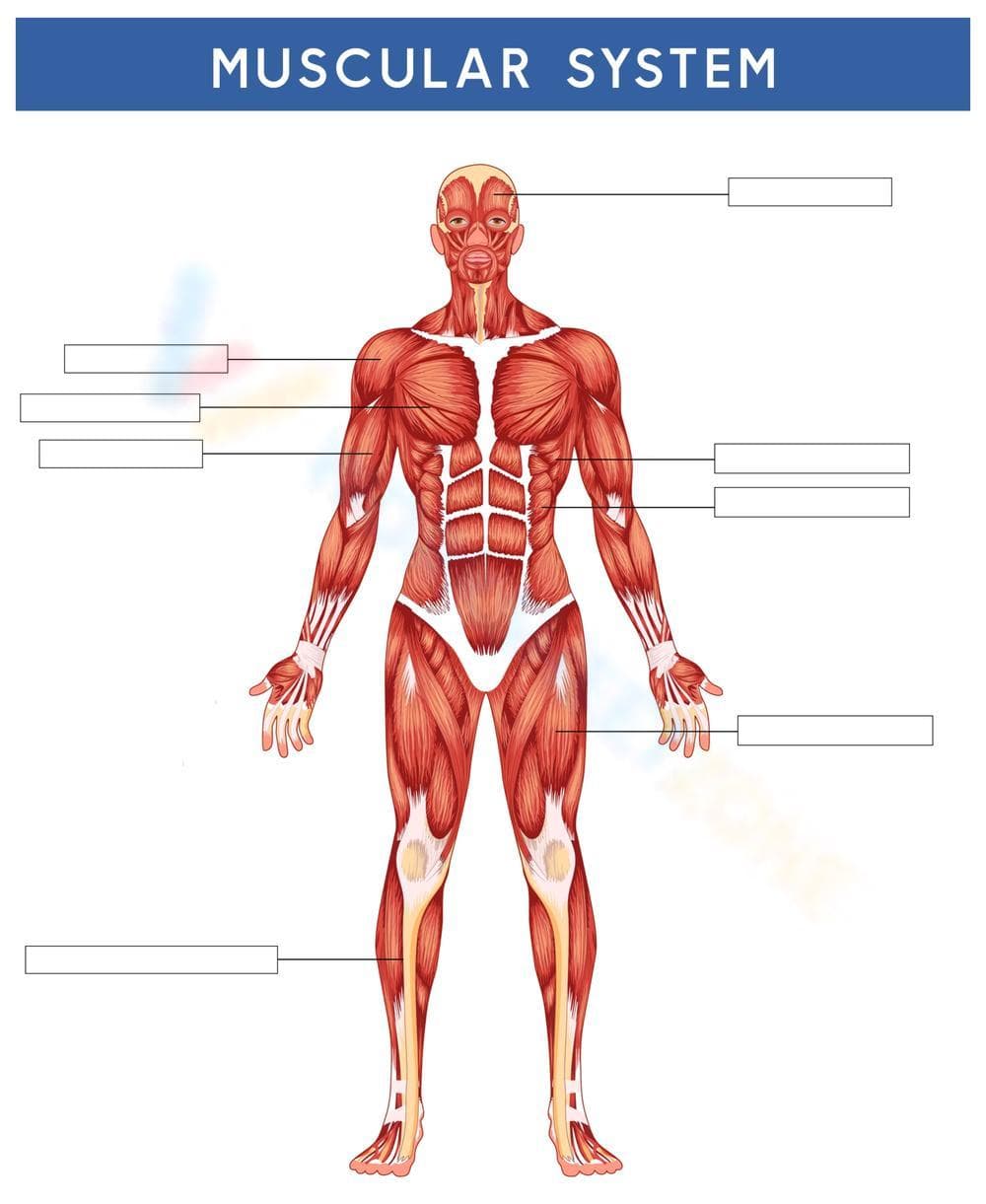 Muscular System Diagram: Anatomy Labeling Exercise - Page 1