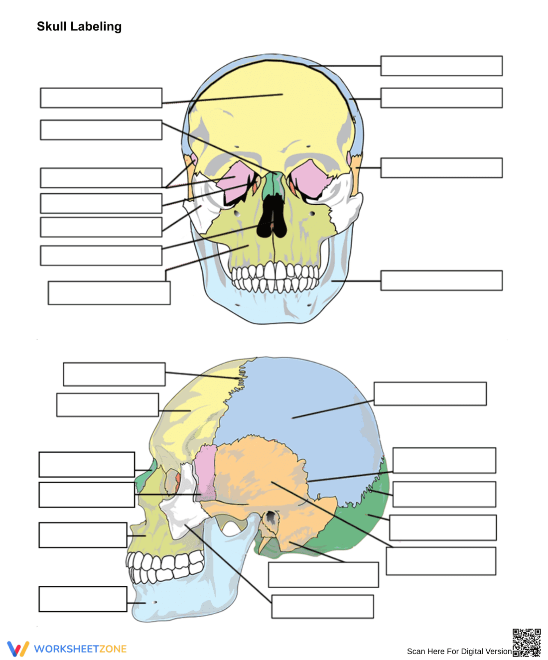 Skull Labelling Worksheet - Page 1