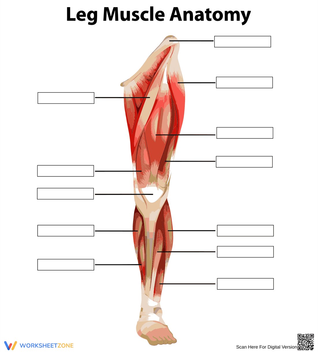 Leg Muscles Anatomy: An Educational Overview - Page 1