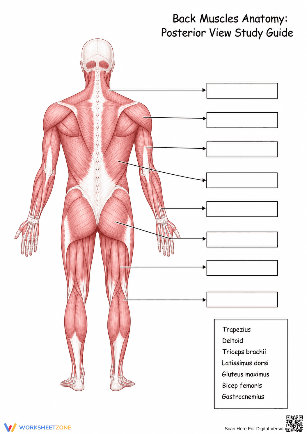 Grade 7 Back Muscles — Printable No-Prep Worksheet - Page 1