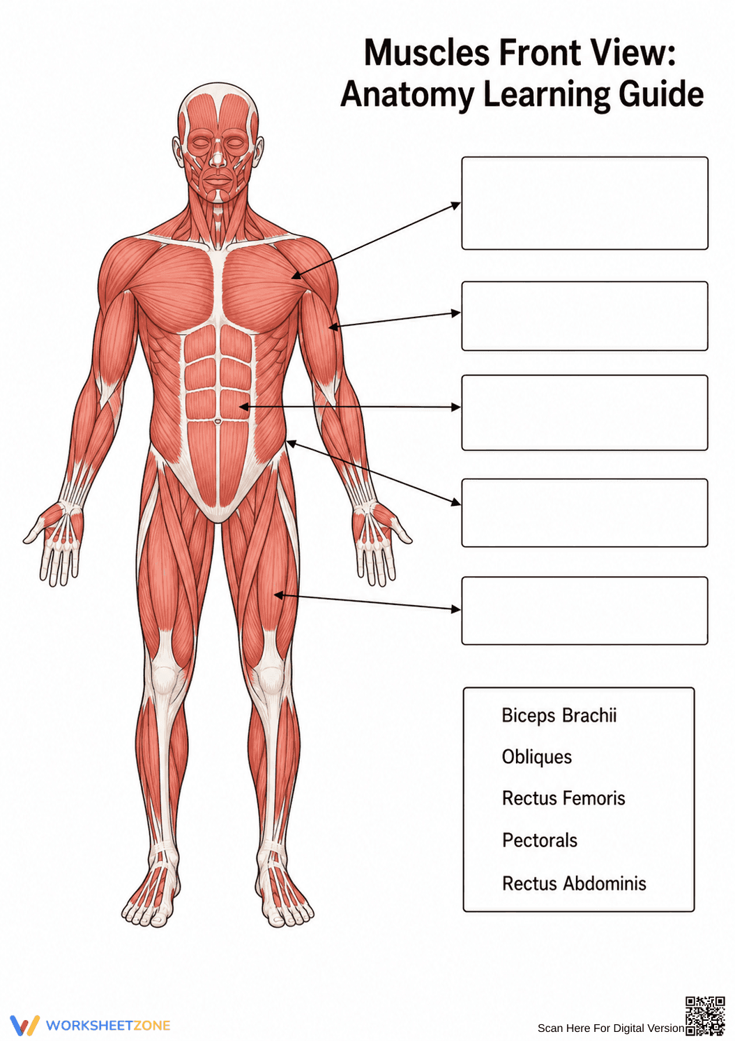 Essential Muscles Front View Worksheet | Grade 7-9 Science - Page 1