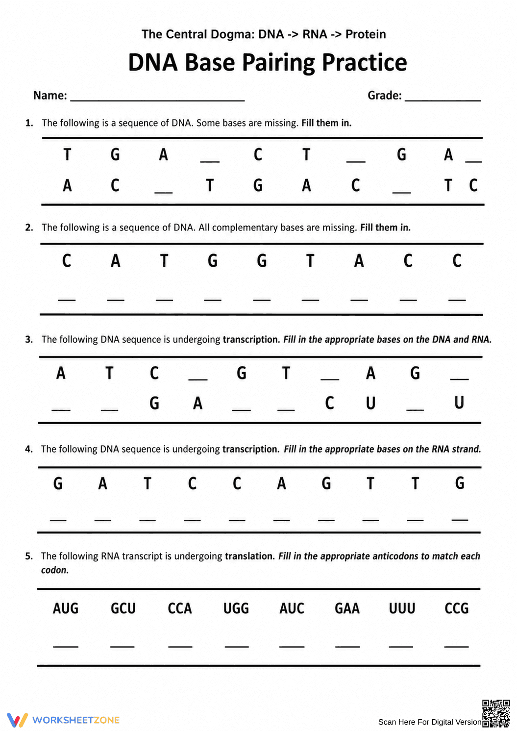 Printable DNA Base Pairing Worksheet | High School - Page 1