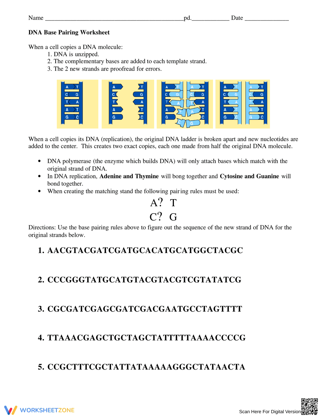 Learn DNA Base Pairing with this Worksheet - Page 1