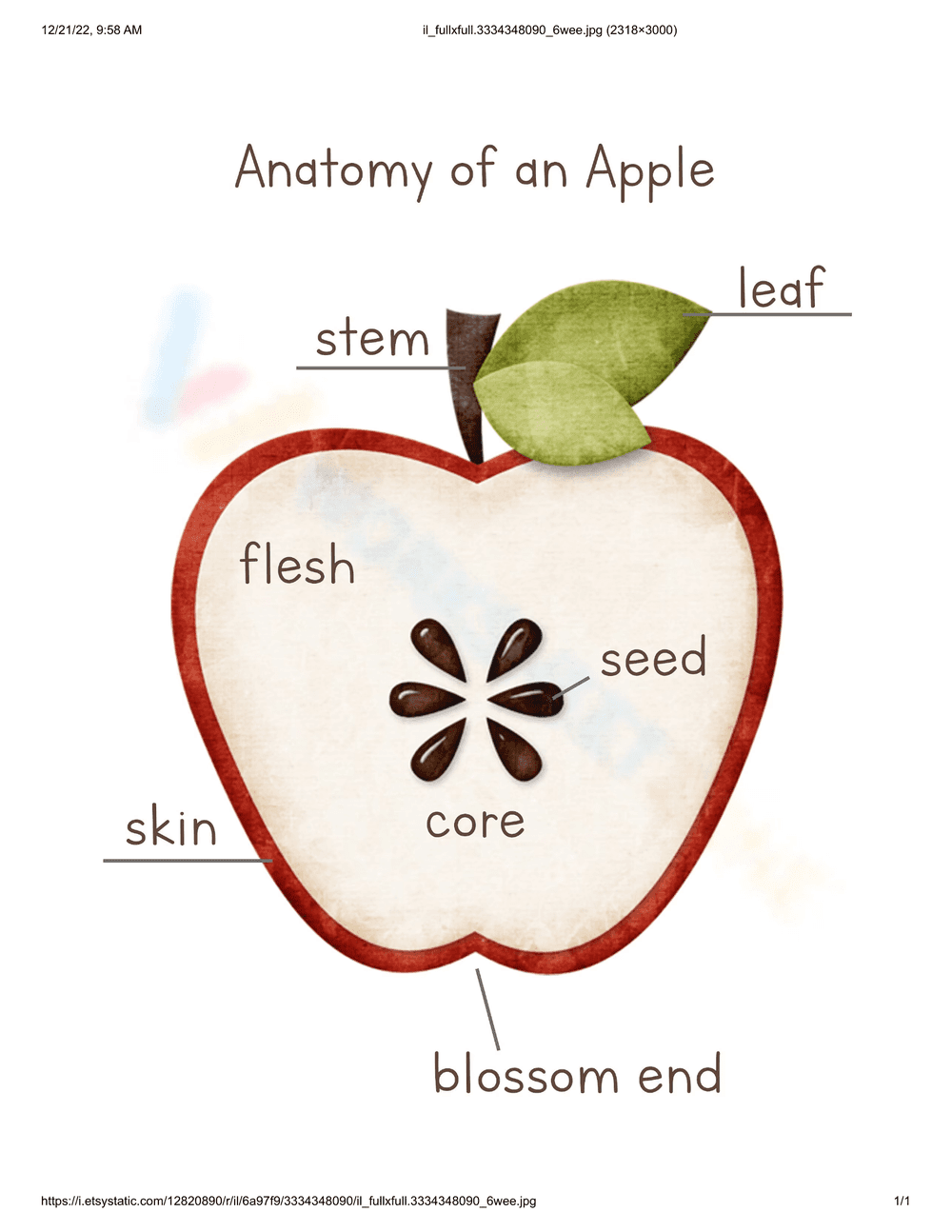 Learn Anatomy of an Apple with This Worksheet - Page 1