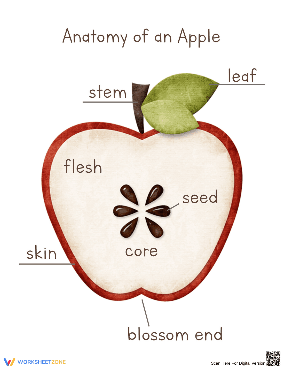 Learn Anatomy of an Apple with This Worksheet - Page 1