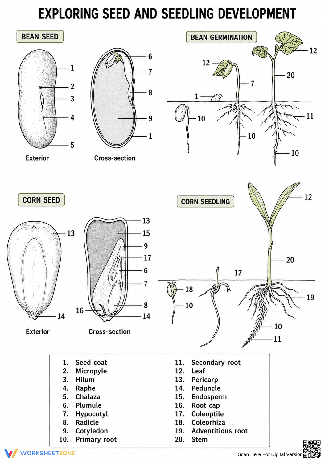 Printable Seed Anatomy Reference | Grade 4 Science - Page 1