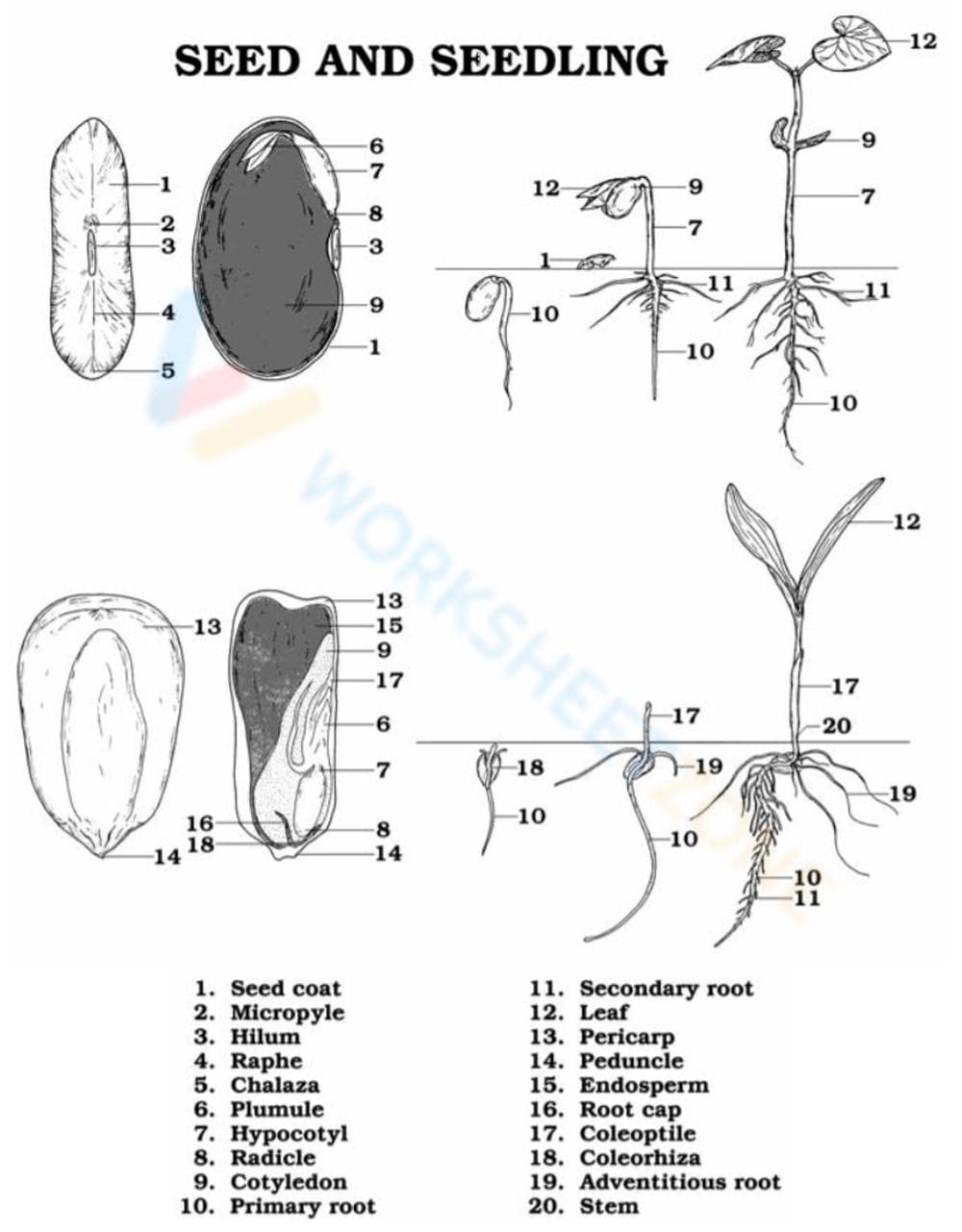 Exploring Seed and Seedling Development - Page 1