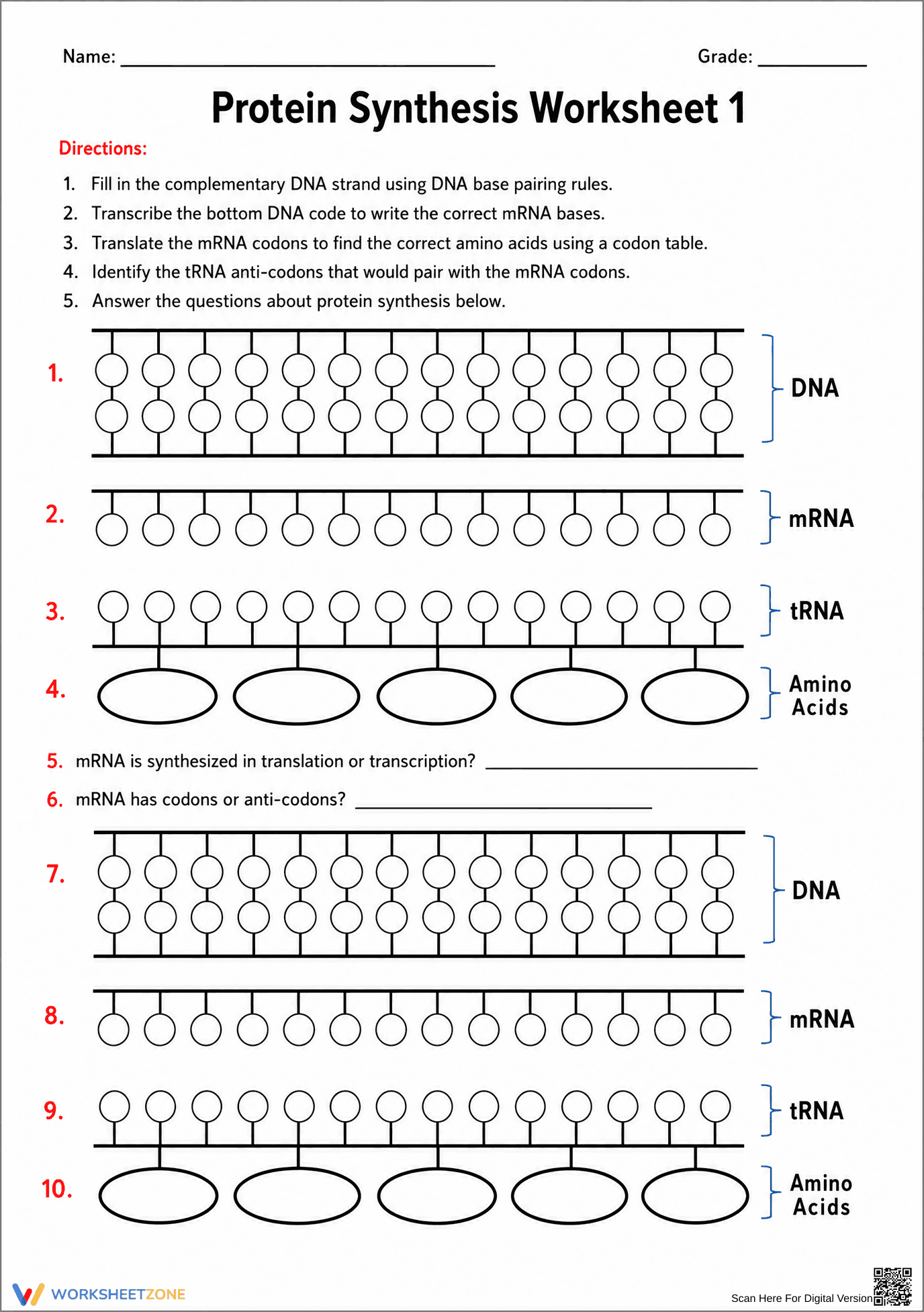 Essential Protein Synthesis Worksheet | Grade 9-12 Biology - Page 1