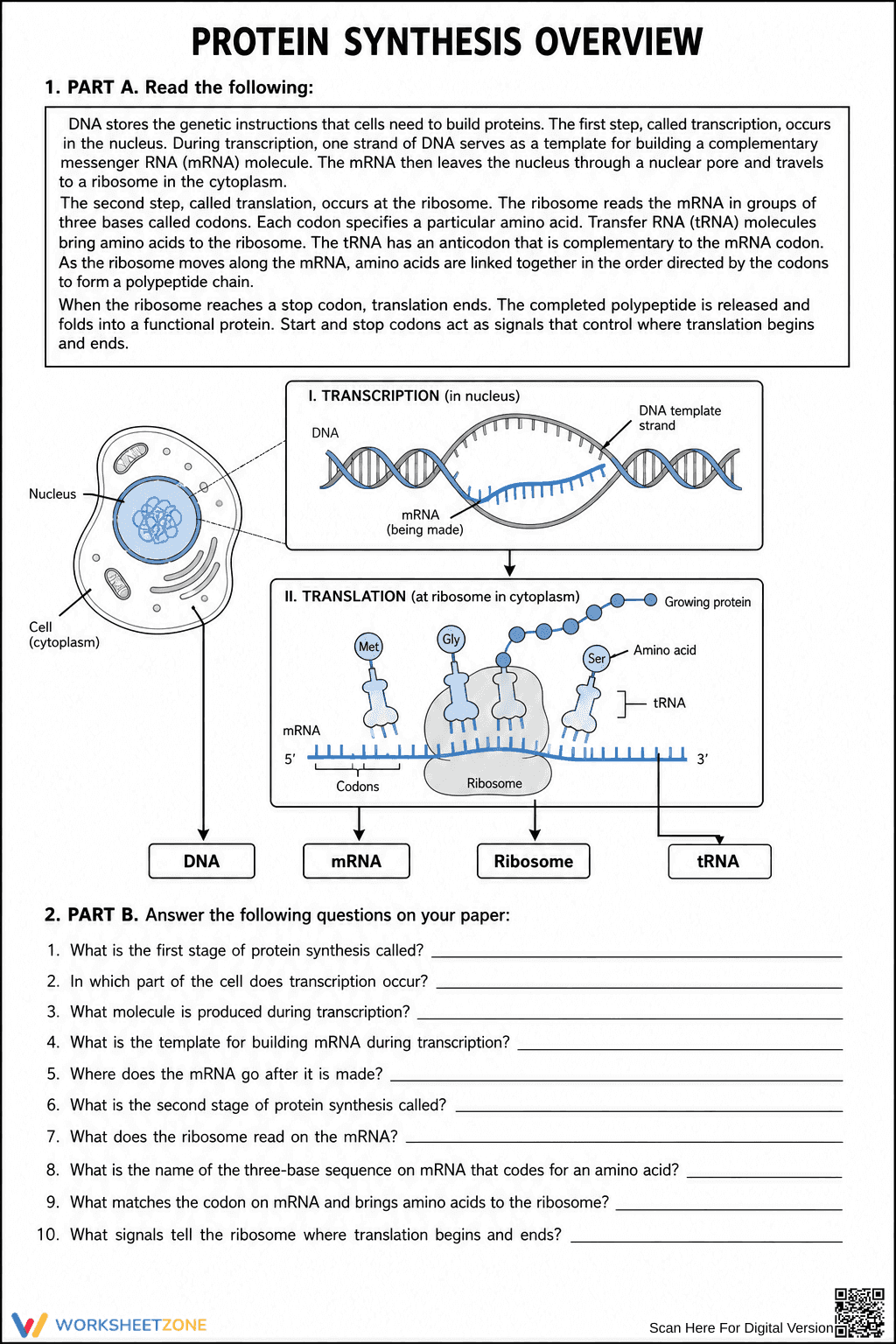 Printable Protein Synthesis Worksheet | HS Biology - Page 1