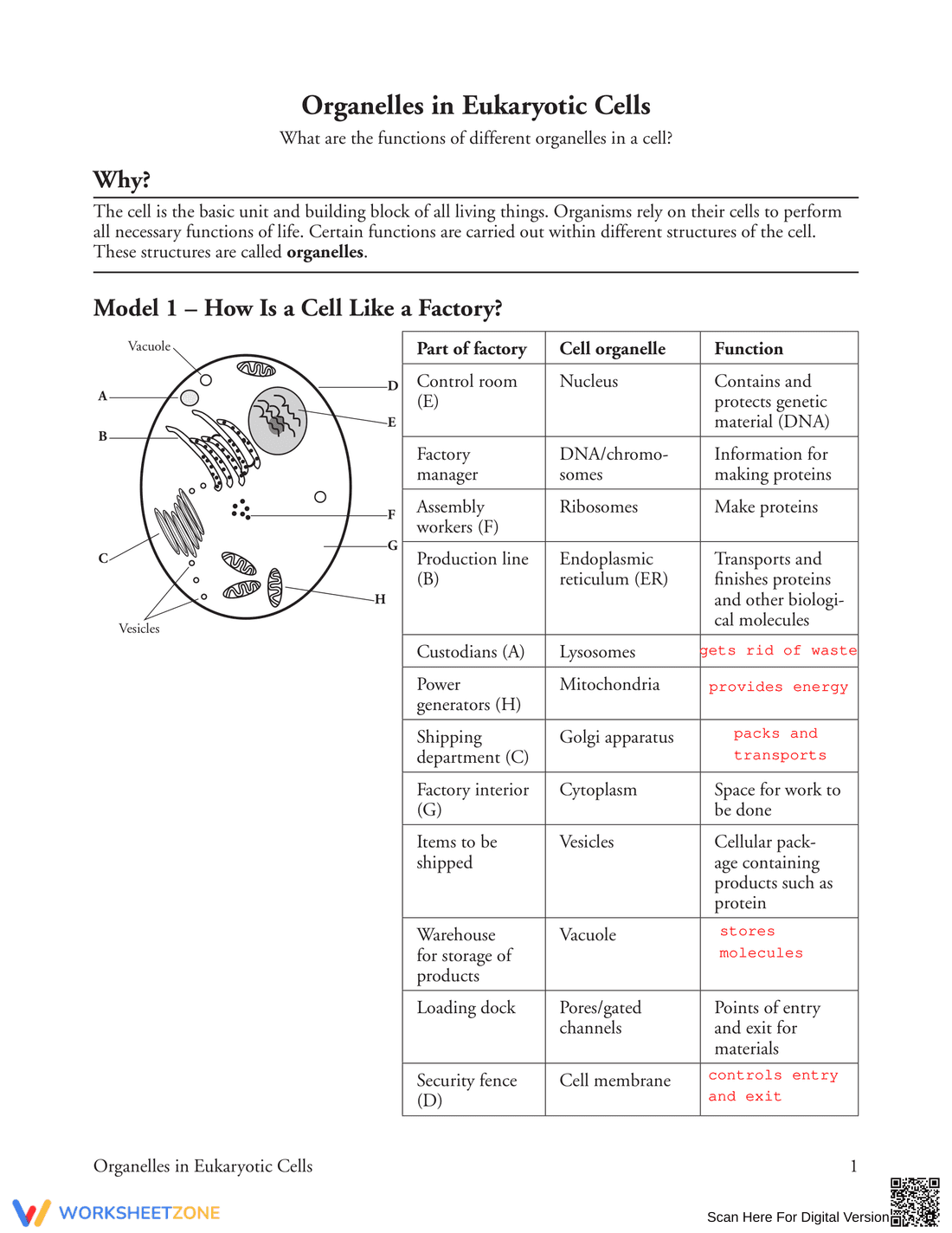 Learn Organelles in Eukaryotic Cells - Page 1