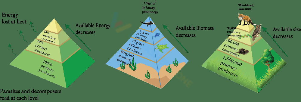 Understanding Ecological Pyramids Worksheet - Page 1