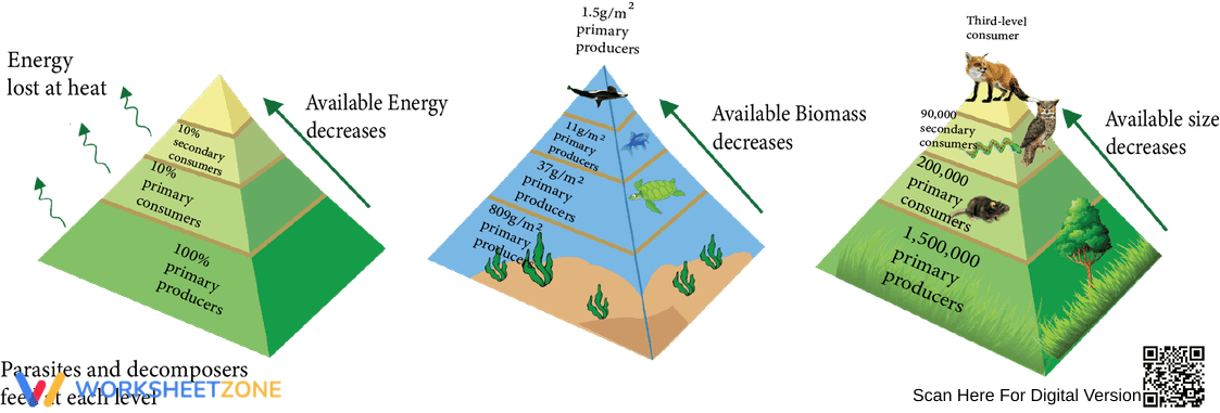 Understanding Ecological Pyramids Worksheet - Page 1