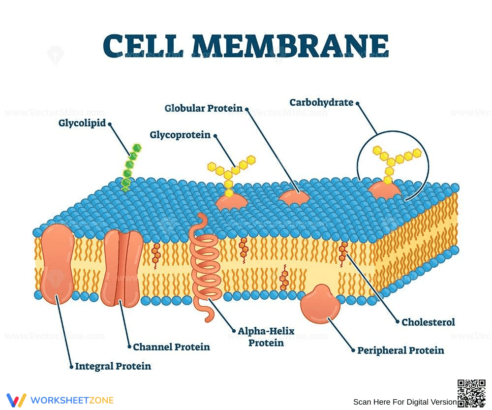 Cell Membrane Anatomy and Function Worksheet - Page 1