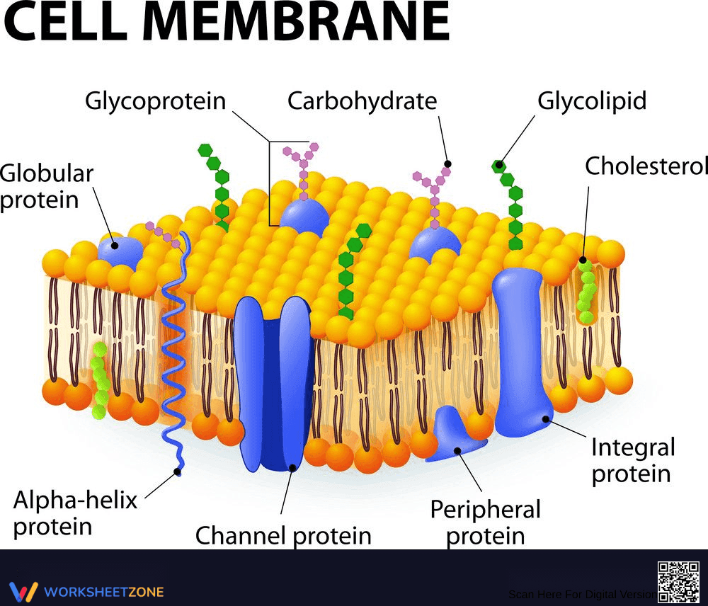 Cell Membrane: A Detailed Study Worksheet - Page 1