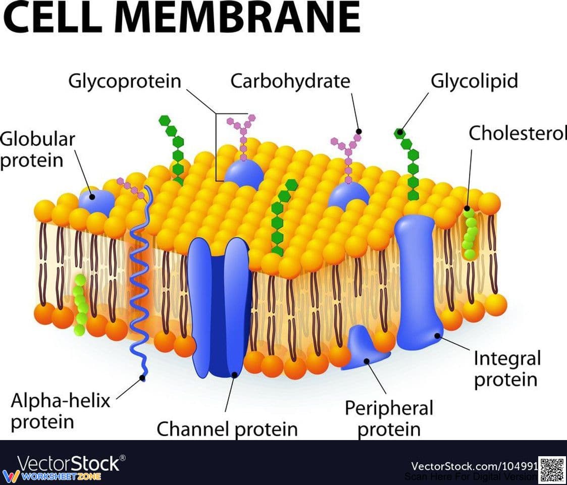 Cell Membrane: A Detailed Study Worksheet - Page 1