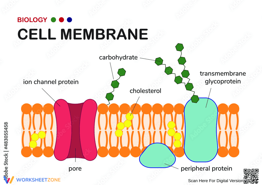 Cell Membrane Worksheet: Comprehensive Cell Study - Page 1